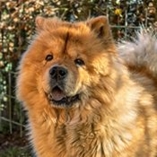 chien chow-chow